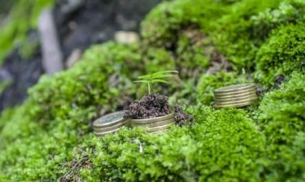 青苔怎么种植怎么培养,盆景如何种植青苔图4