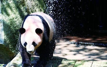 雨停了动物有哪些表现,雨停了哪些动物会出来图7