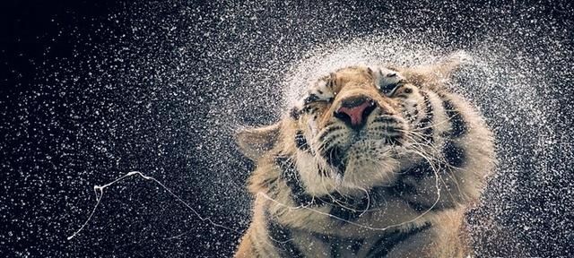 雨停了动物有哪些表现,雨停了哪些动物会出来图8