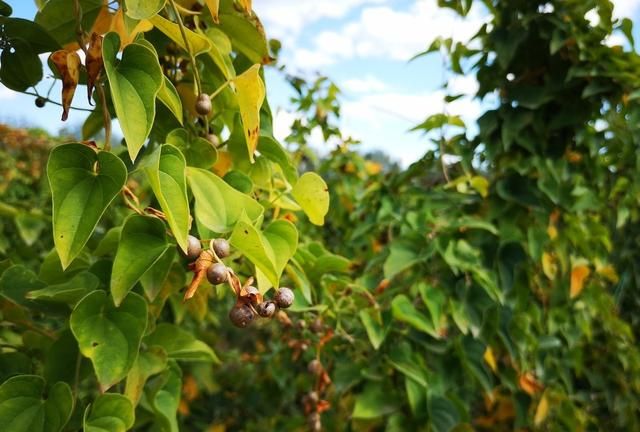 山药豆是山药开花结的果实吗(山药与山药豆功效区别)图3