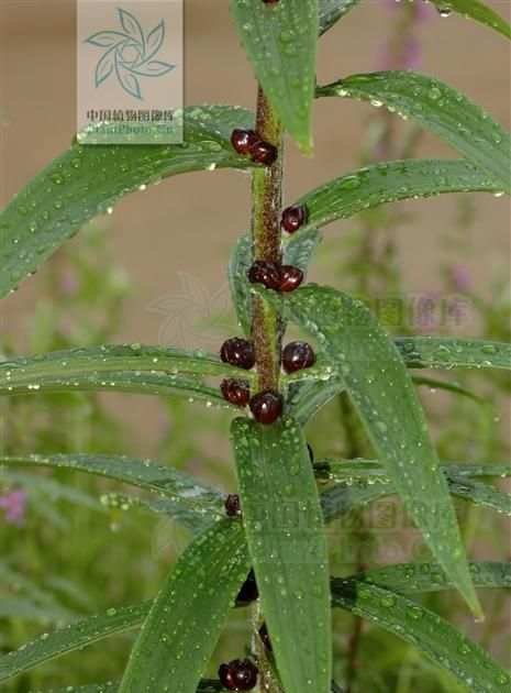 山药豆是山药开花结的果实吗(山药与山药豆功效区别)图7