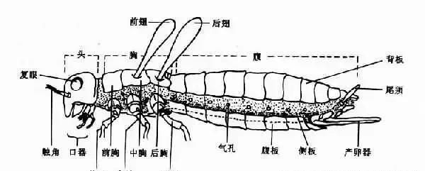 昆虫分类之昆虫纲图1