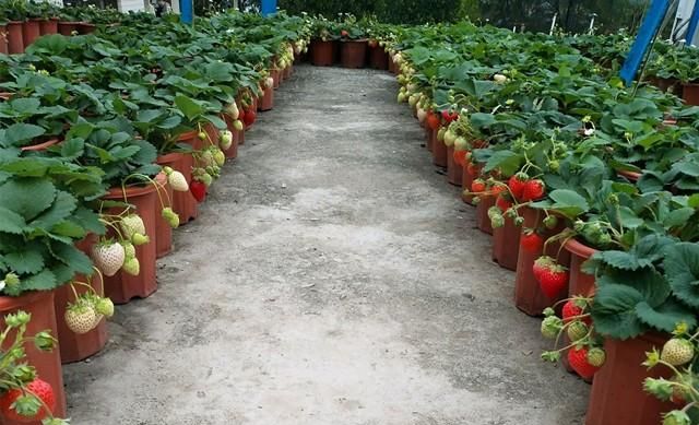 各种巧妙草莓种植方法,怎么用新鲜草莓种植草莓图7