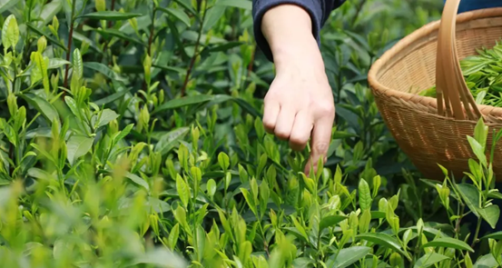 明前茶和明后茶区别很大吗(毛尖明前茶和明后茶的区别)图2