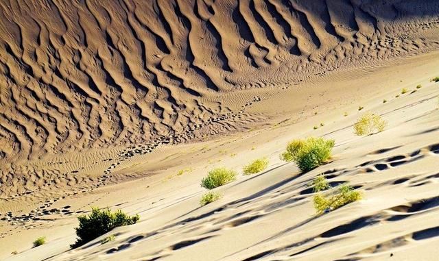 在沙漠中,身上带的水不小心弄没了,怎么办图1