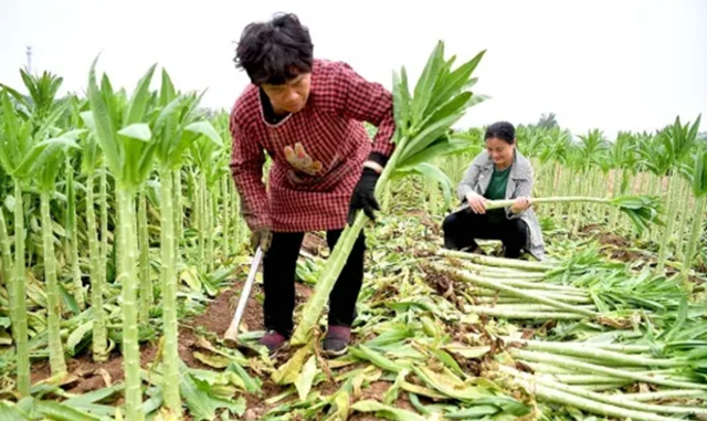 贡菜到底是不是莴笋图12