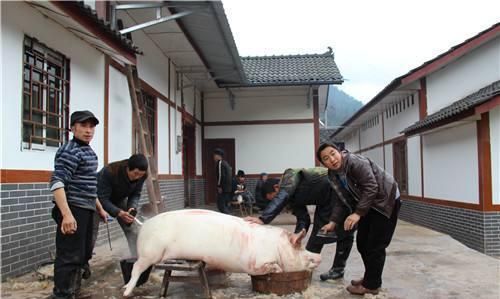 猪的黄膘肉是由什么病引起(杀年猪哪种肉最好)图1