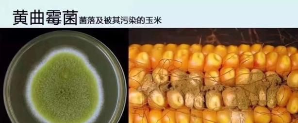 猪的黄膘肉是由什么病引起(杀年猪哪种肉最好)图7