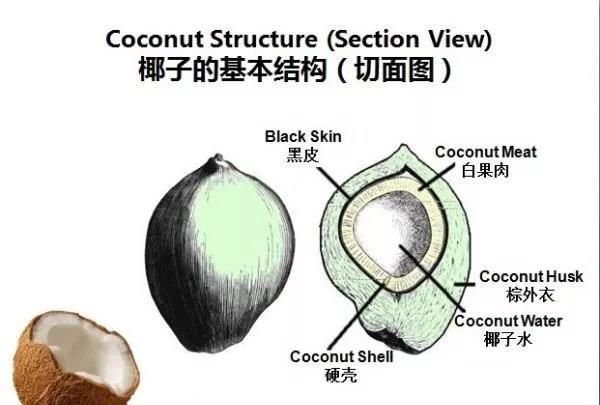 椰子为什么要装着水,椰子里面的水是什么味道图7