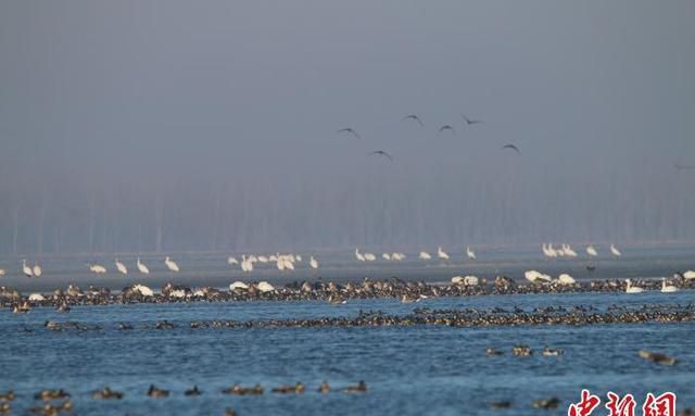 沈阳法库北迁候鸟飞抵白鹤之乡,沈阳北迁候鸟飞临白鹤之乡图1