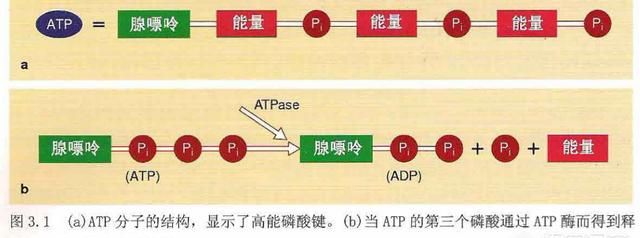 人体有哪几种供能系统组成图1