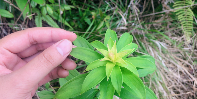 什么样的食用百合最好(百合功效和作用吃法)图5