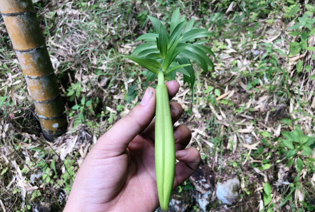 什么样的食用百合最好(百合功效和作用吃法)图9