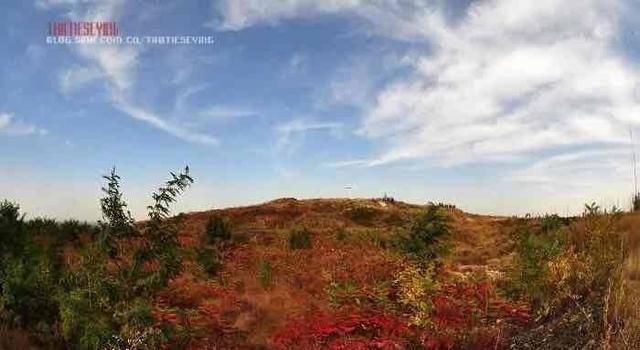 六岁那年它溜进来陪了我六年,直到12岁那年,非要嫁给我图2