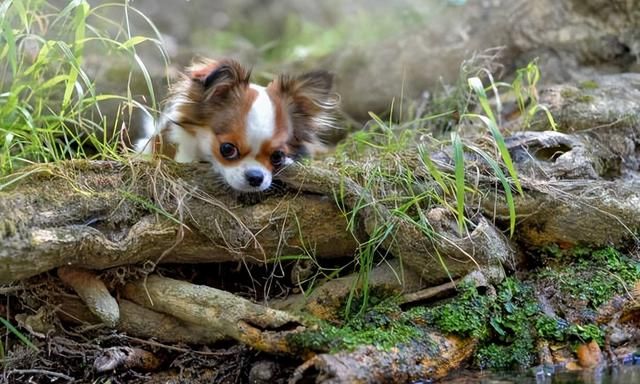 蝴蝶犬是什么品种狗(蝴蝶犬是什么样的)图9