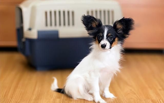 蝴蝶犬是什么品种狗(蝴蝶犬是什么样的)图12