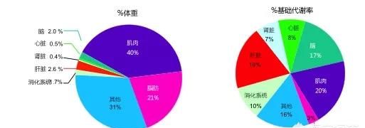 如何判断一个人的代谢率是高还是低呢图3