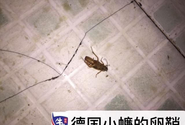 蟑螂踩死真的会留下好多虫卵吗(大蟑螂踩死了会出现很多小蟑螂)图4