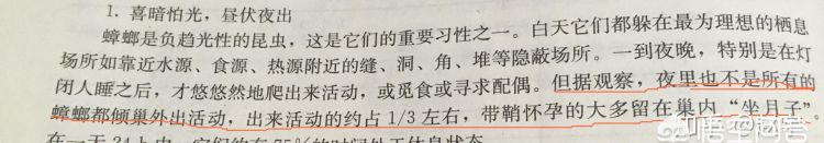 蟑螂踩死真的会留下好多虫卵吗(大蟑螂踩死了会出现很多小蟑螂)图6