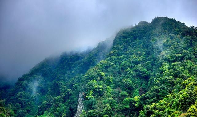 白云山现脆蛇蜥,珍稀物种瑶山鳄蜥图8