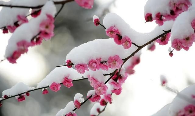 今日立春!你知道早春,仲春,晚春的区别吗图1