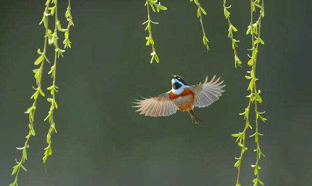 今日立春!你知道早春,仲春,晚春的区别吗图2