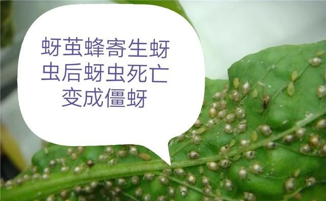 粘虫和麦蚜是怎样危害小麦的?如何防治呢图3