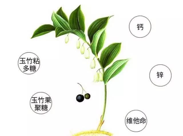 什么植物对糖尿病有功效图1