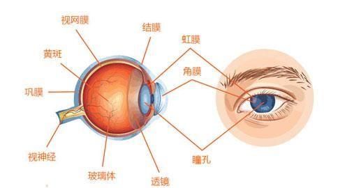 眼睛发干,什么样的程度算是疾病的状态呢图4