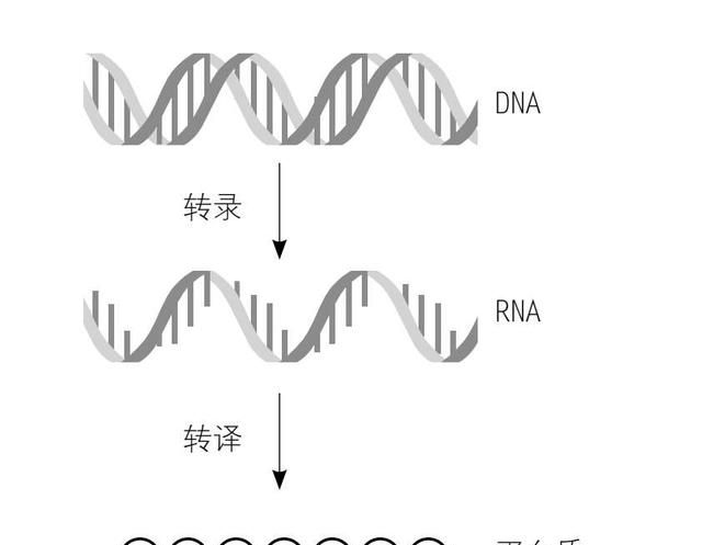 什么是基因基因有什么功能图1