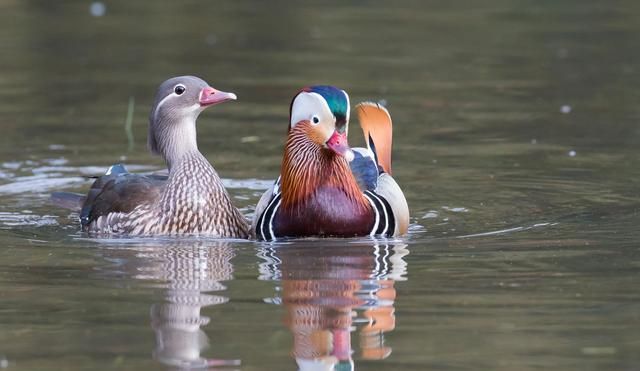 奥托利亚物种百科(鸳鸯生活习性)图3