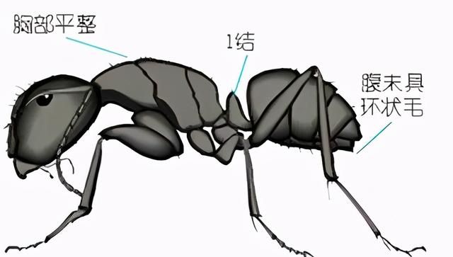 十二种常见蚂蚁的鉴别要点,墨西哥蚂蚁虫珀鉴别图1