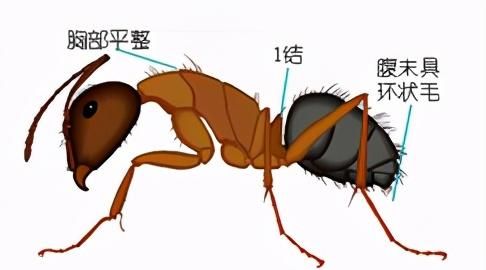 十二种常见蚂蚁的鉴别要点,墨西哥蚂蚁虫珀鉴别图2