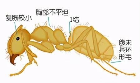十二种常见蚂蚁的鉴别要点,墨西哥蚂蚁虫珀鉴别图5