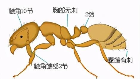 十二种常见蚂蚁的鉴别要点,墨西哥蚂蚁虫珀鉴别图7