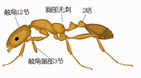 十二种常见蚂蚁的鉴别要点,墨西哥蚂蚁虫珀鉴别图8