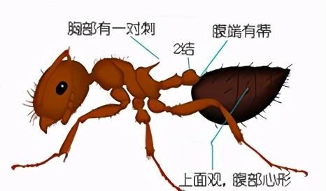 十二种常见蚂蚁的鉴别要点,墨西哥蚂蚁虫珀鉴别图10