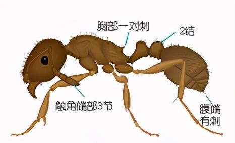 十二种常见蚂蚁的鉴别要点,墨西哥蚂蚁虫珀鉴别图11