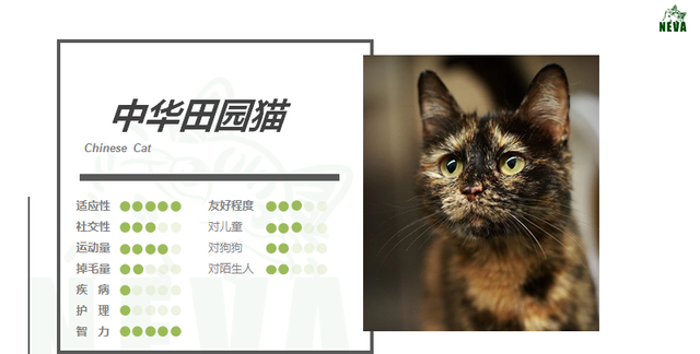 中华田园猫品种玳瑁猫(中华田园猫和玳瑁猫哪个更好)图1