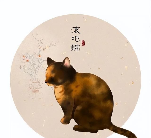 中华田园猫品种玳瑁猫(中华田园猫和玳瑁猫哪个更好)图29