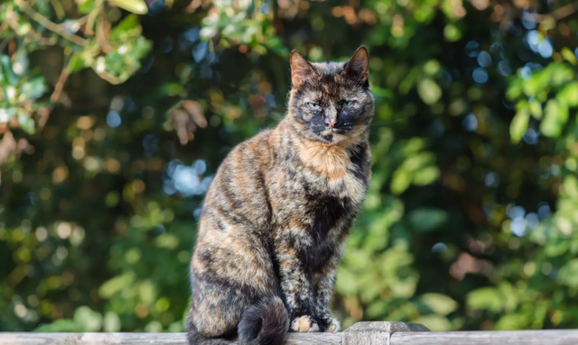 中华田园猫品种玳瑁猫(中华田园猫和玳瑁猫哪个更好)图44