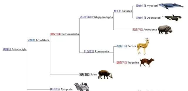 偶蹄目动物世界解析,食肉动物都是偶蹄目吗图18