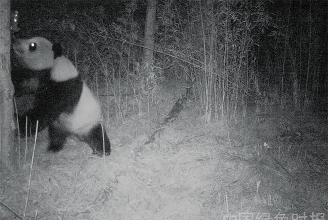 林草科普太白山大熊猫有啥不一样图3