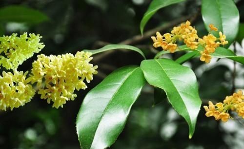 几月的桂花做桂花糖比较好(桂花采摘下来多少时间做桂花糖)图2