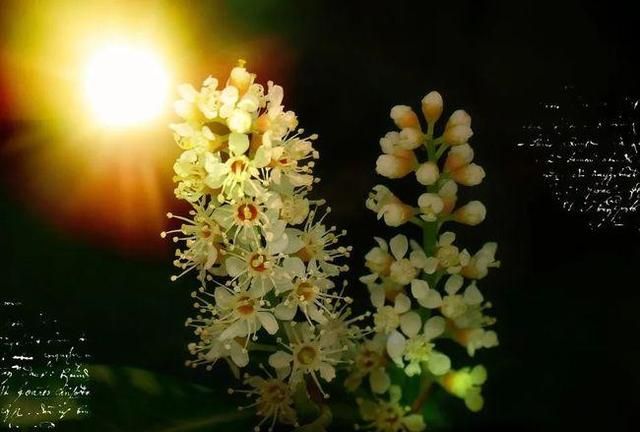 几月的桂花做桂花糖比较好(桂花采摘下来多少时间做桂花糖)图10