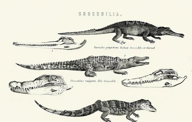 原来凶猛的鳄鱼竟然也这么可爱(鳄鱼走路姿势与巨蜥不同)图3