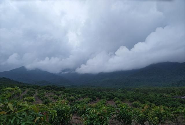 芒果怎么种植,芒果怎么种植可以开花结果图2