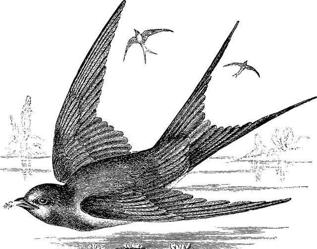 燕子是不是飞行最快的鸟(燕子有一双剪刀似的尾巴修辞手法)图1