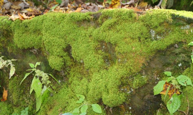 院子里的青苔清理的好处,院子里地板上青苔如何清理图1