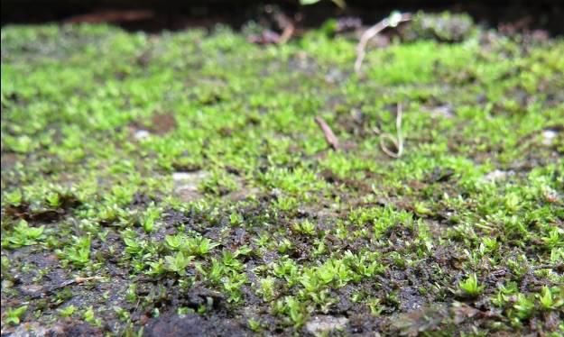 院子里的青苔清理的好处,院子里地板上青苔如何清理图2